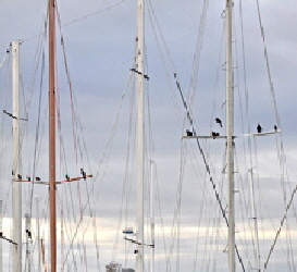 Birds were a serious problem in Titusville marina, Florida.