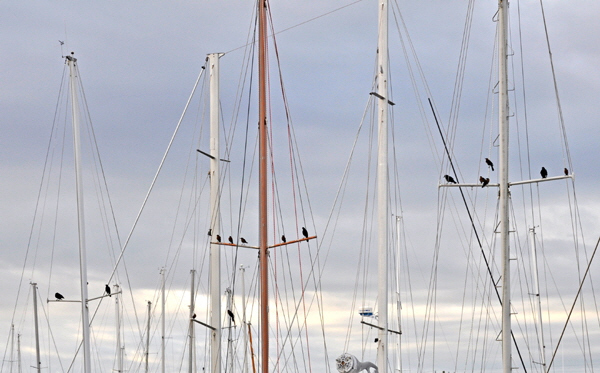 Birds are a perpetual nuisance around boats.