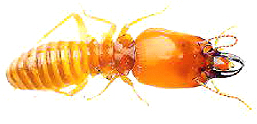 This is a very, very much enlarged picture of a  Formosan Termite, thank goodness!