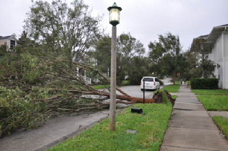 Trees blown down on our stree, near Orlando, Florida.