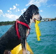 TobyPostBeachRomp